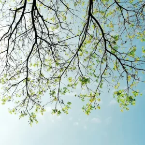 Vida Contemplativa: Aprender a habitar el Presente